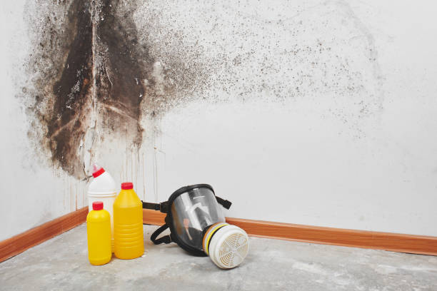 Best Same-Day Mold Removal  in Shell Lake, WI