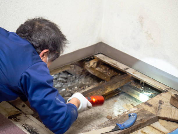 Best Mold Removal Near Me  in Shell Lake, WI