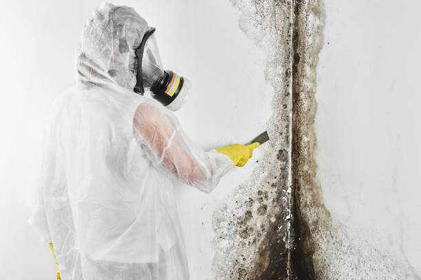 Best Mold Removal Near Me  in Shell Lake, WI