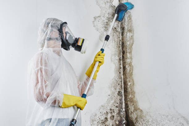 Best Mold Testing  in Shell Lake, WI