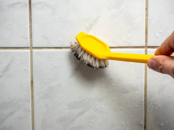 Best Mold Removal Company Near Me  in Shell Lake, WI