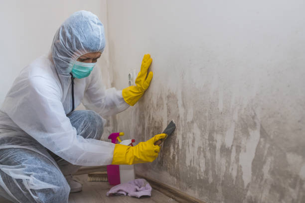 Best Crawl Space Mold Removal  in Shell Lake, WI