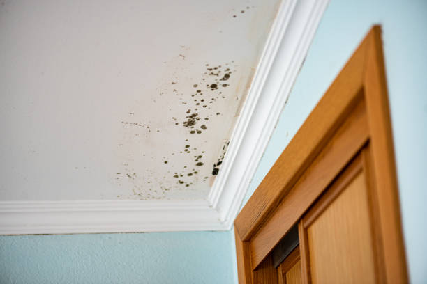 Best Attic Mold Removal  in Shell Lake, WI