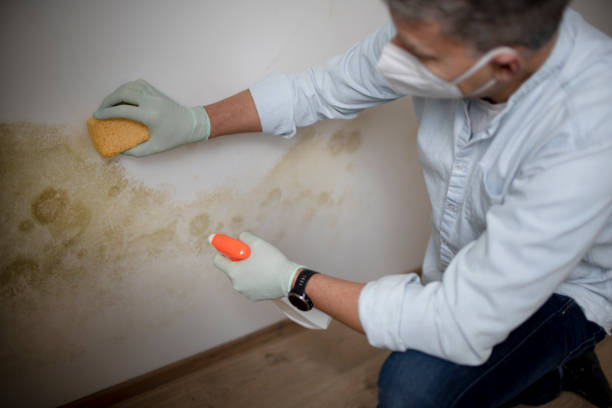 Best Mold Testing  in Shell Lake, WI