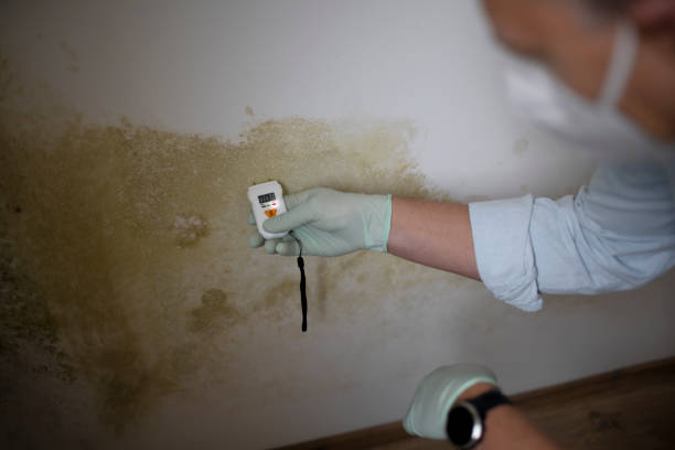 Trusted Shell Lake, WI Mold Removal Experts