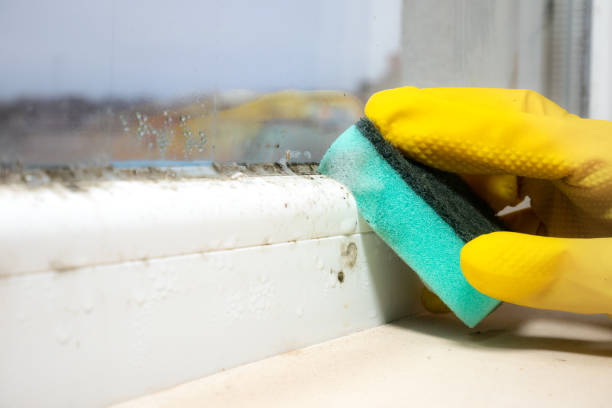 Best Black Mold Removal  in Shell Lake, WI
