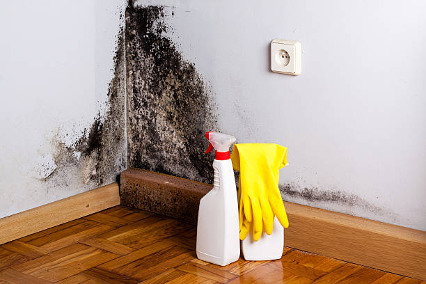 Crawl Space Mold Removal in Shell Lake, WI