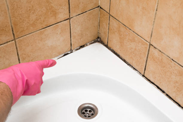 Best Best Mold Removal Companies  in Shell Lake, WI